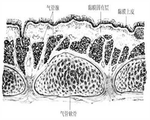 杭州代怀孕的成功案例哪家最多：冻胚与鲜胚的