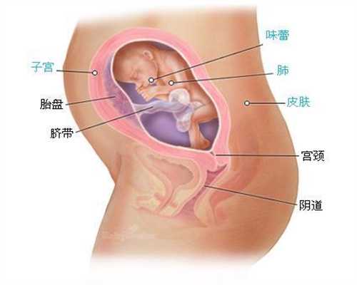 专业供卵试管婴儿_杭州供卵需要血型一样吗_从什么时候开始算怀孕