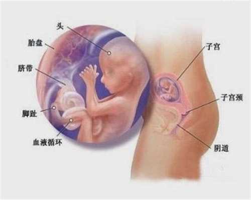 国内供卵医院排行_杭州供卵有母血基因吗_使用试管帮助怀孕的新鲜胚胎的成功