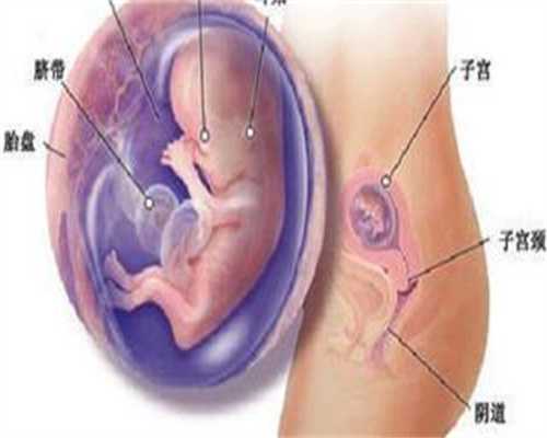 哪些医院可以做供卵试管_杭州可以供卵的医院_孕十一周胎儿在肚子哪